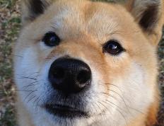 开云体育入口-西甲国家德比之夜，楚阿梅尼用实力粉碎质疑