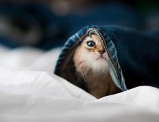 开云体育下载-跨越山海的双线胜利，摩纳哥如何以冠军之心敲开中国大门