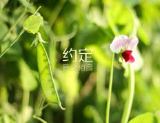 开云体育-破局者福登与铁血爱尔兰，现代足球的双重变奏