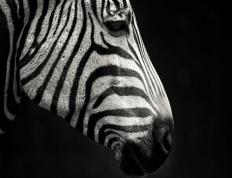 开云体育平台APP-莫德里奇防守锁死对手，伊朗完胜加拿大—足球赛日双星闪耀