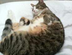 开云体育APP下载-攻防转换间定乾坤，阿尔瓦雷斯核心引领美国生死战取胜希腊