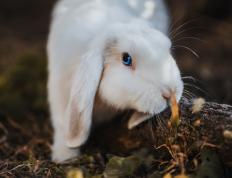开云平台-沉默的怒吼，字母哥的救赎之路与上海队硬撼巨人的隐喻