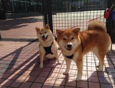 开云体育官网-欧冠魔幻夜，当篮球化身绿茵，火箭力克骑士改写历史