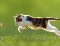 开云体育平台APP-关键先生利拉德引爆全场，热火压哨绝杀雷霆震撼全场