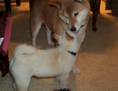 开云官网-猛龙烈焰焚山西，武切维奇生死时刻主宰西决