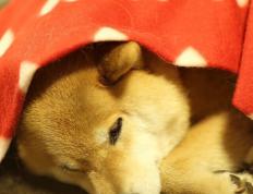 开云平台-赛道上演地中海烈焰，土耳其新星如何以精妙战术碾压墨西哥传奇