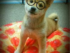 开云体育官网-意甲式战术纪律的胜利，太阳用体系篮球压制湖人巨星篮球