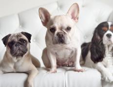 开云体育官网-坚盾与慧刃，法国战术压制加拿大，拉亚成关键先生揭秘