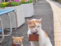 开云下载-硬仗之王！小贾伦单骑救主，76人险胜老鹰带走关键胜利