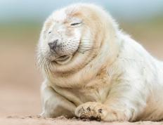 开云体育下载-逆转与统治，独行侠险胜灰熊晋级，霍勒迪总决赛接管比赛铸就传奇