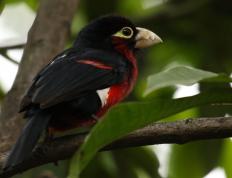 开云体育官网-铁骨与火的对决，辽宁掀翻热火，克莱如何成为传奇序章的关键先生？