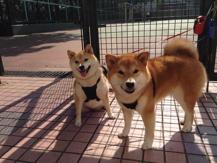 开云APP-广东队血拼奇才，塔图姆成关键先生改写中美篮球交流篇章