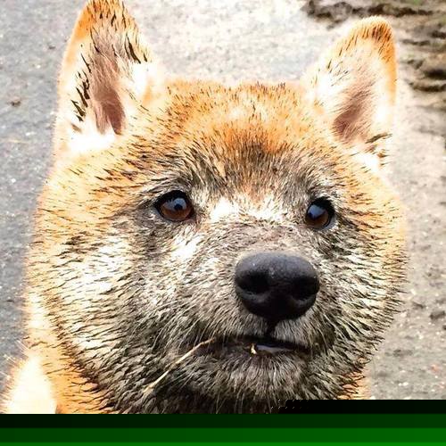 开云下载-格列兹曼的利刃，乌克兰的坚盾，足球场上的矛与盾的现代寓言