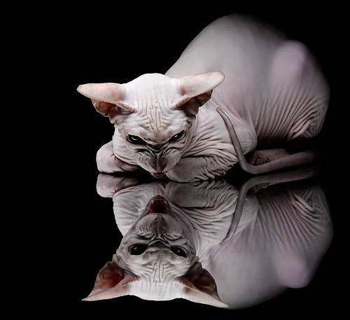 开云体育APP下载-夜幕金边铸传奇,卡瓦哈尔的美加墨生涯巅峰之战