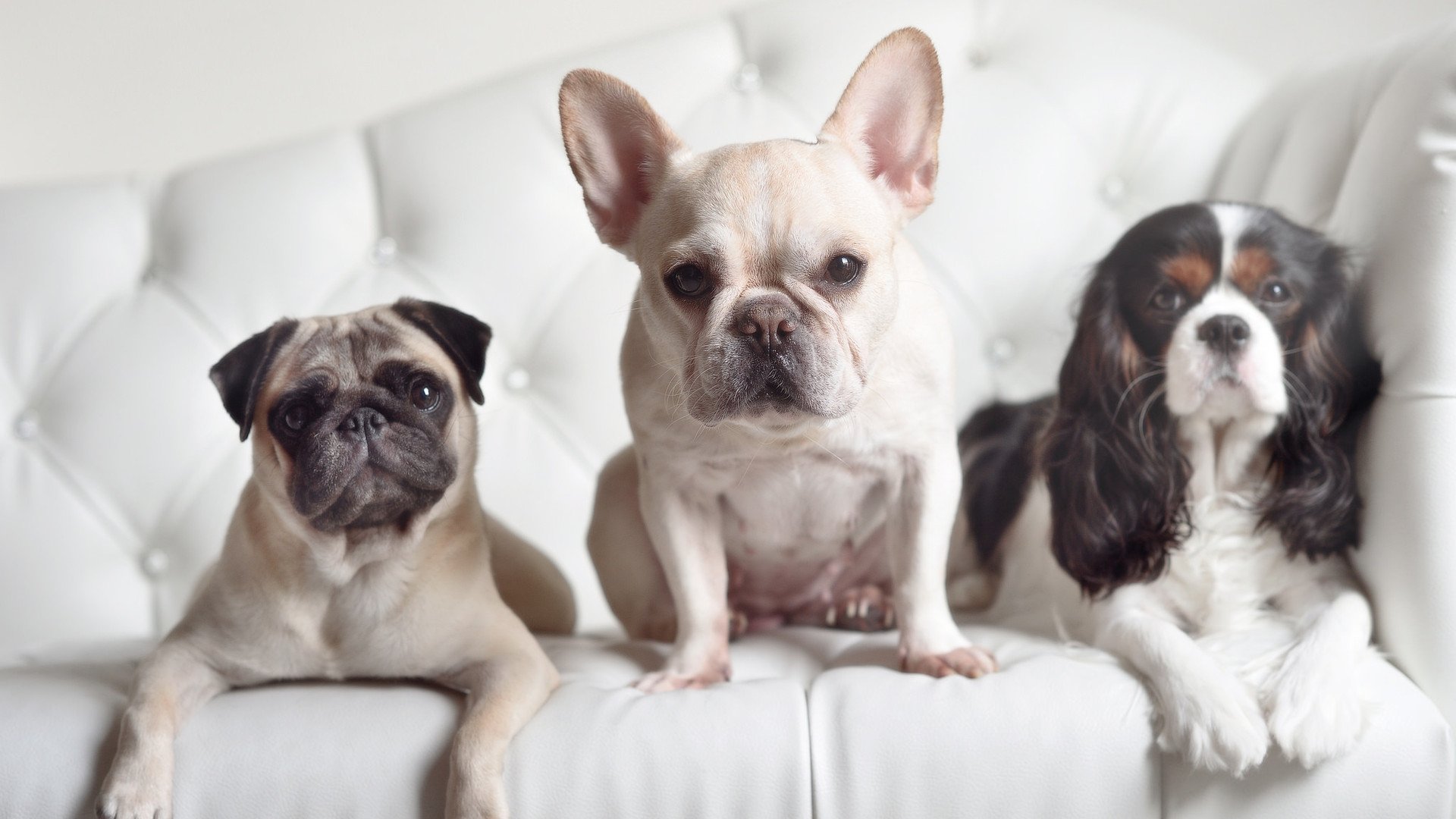 开云体育官网-坚盾与慧刃，法国战术压制加拿大，拉亚成关键先生揭秘