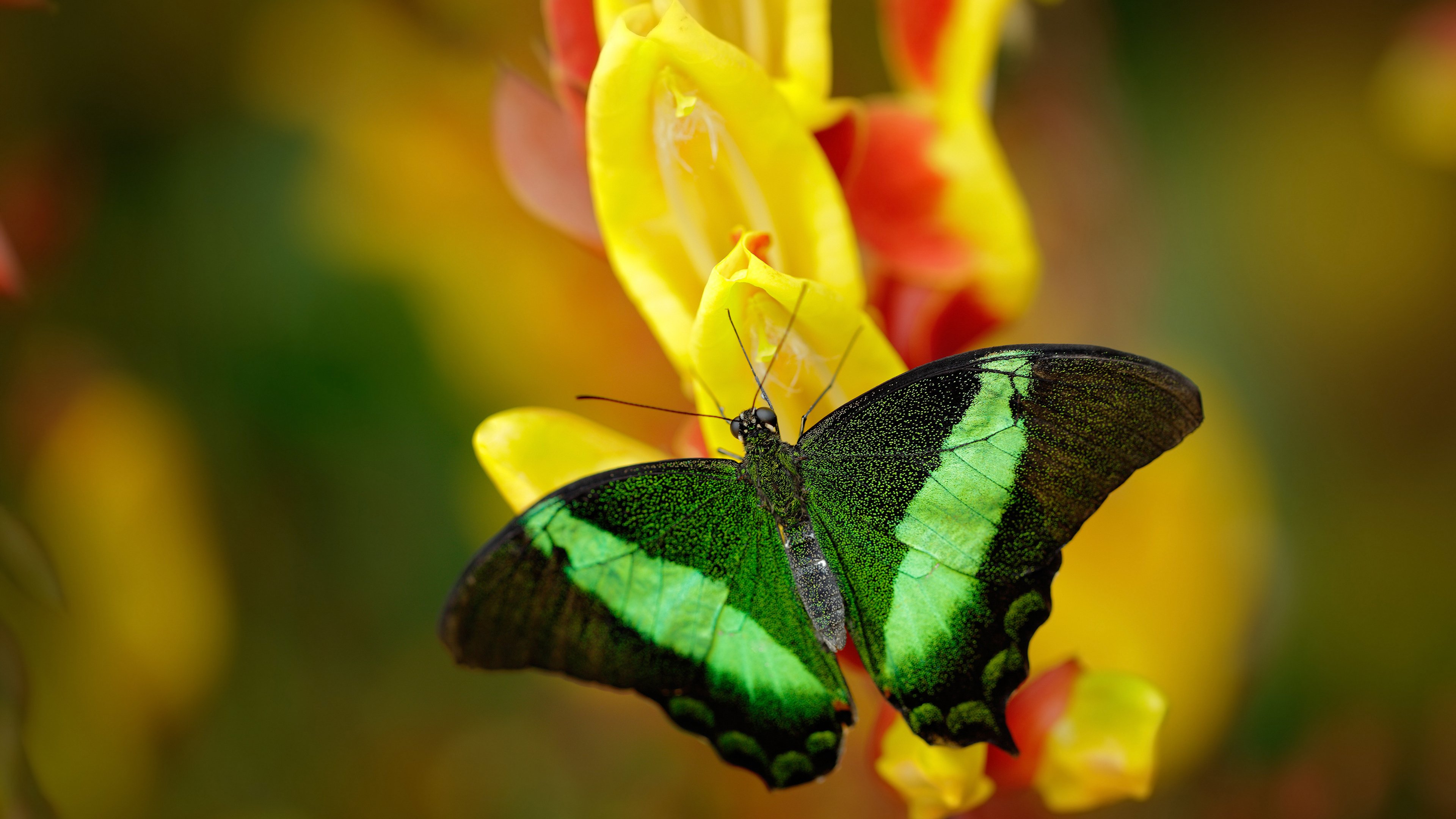 开云体育官网-极速博弈，当F1街道赛的精准遇上广东队的战术压制