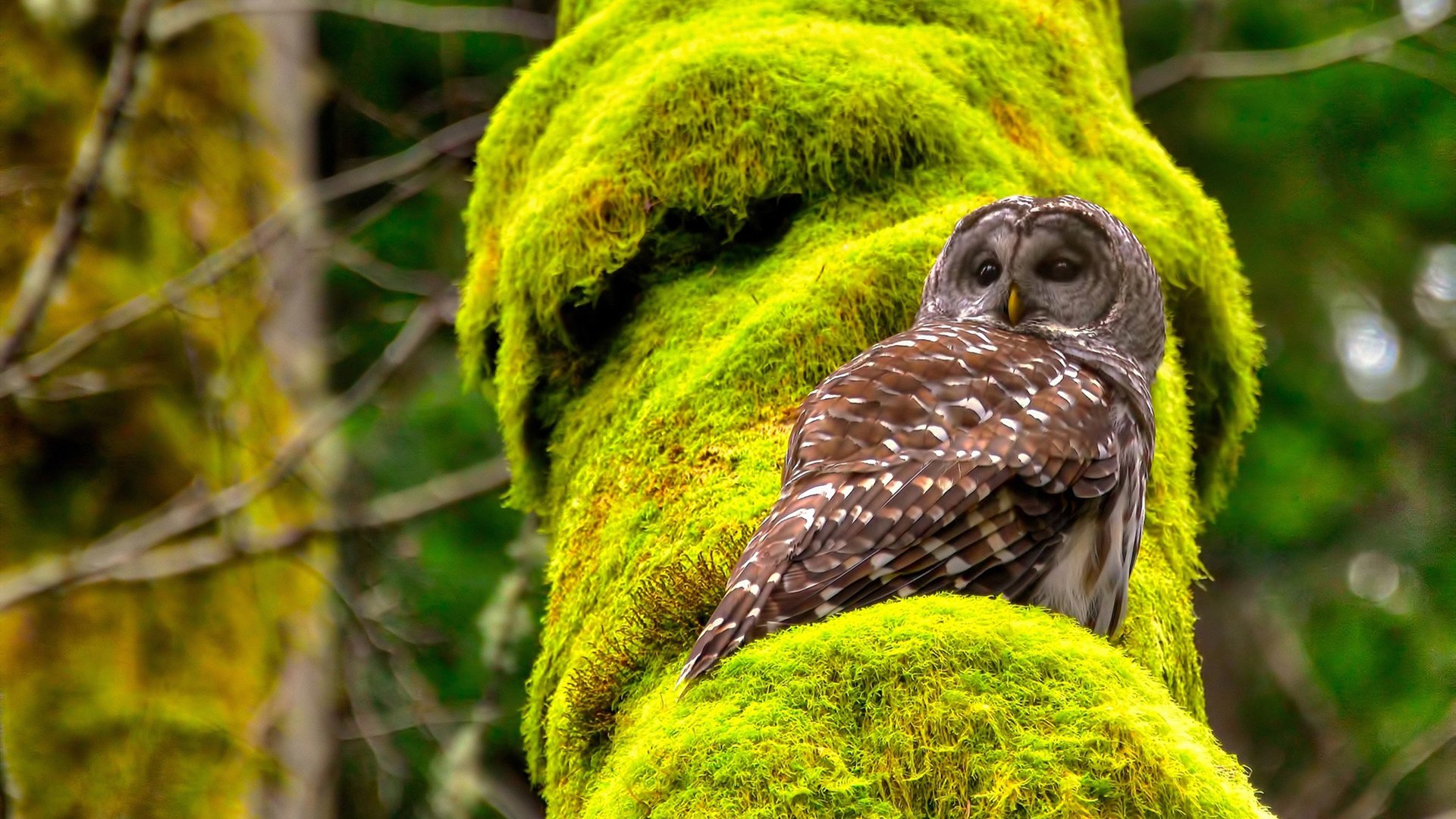 开云体育登录-奥亚尔萨瓦尔爆发之夜,当个人英雄主义遇见亚洲风暴