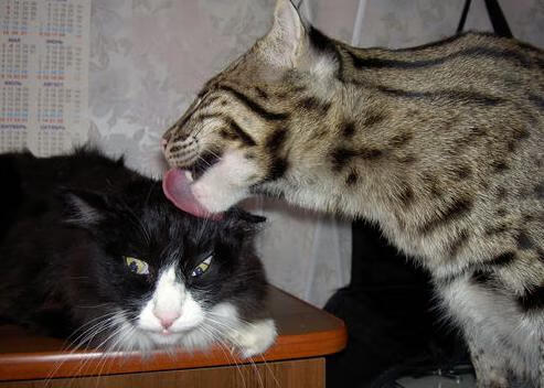 开云体育下载-绿茵场上的灰熊之道,欧冠淘汰赛的压倒性哲学