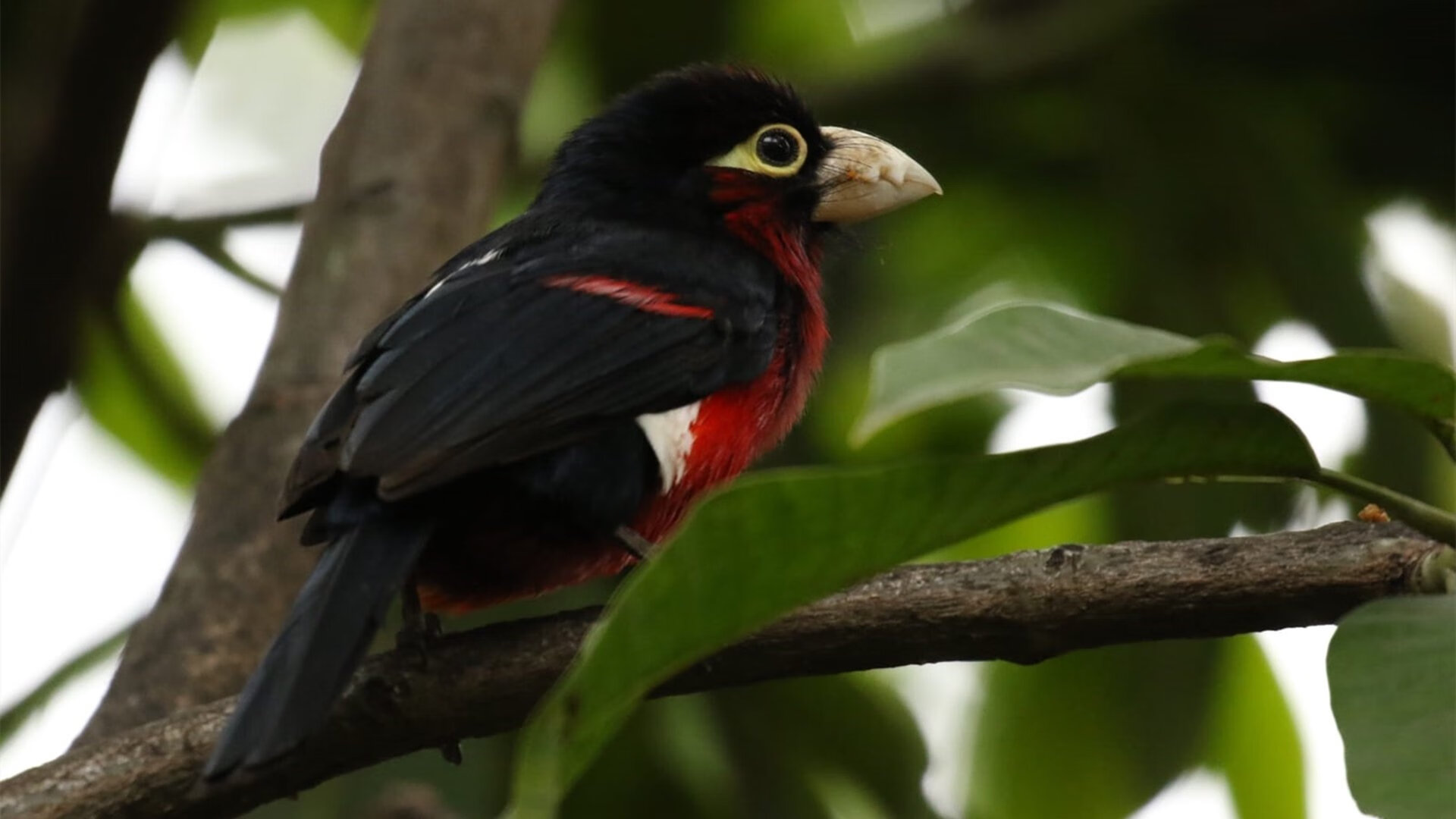 开云体育官网-铁骨与火的对决,辽宁掀翻热火,克莱如何成为传奇序章的关键先生?