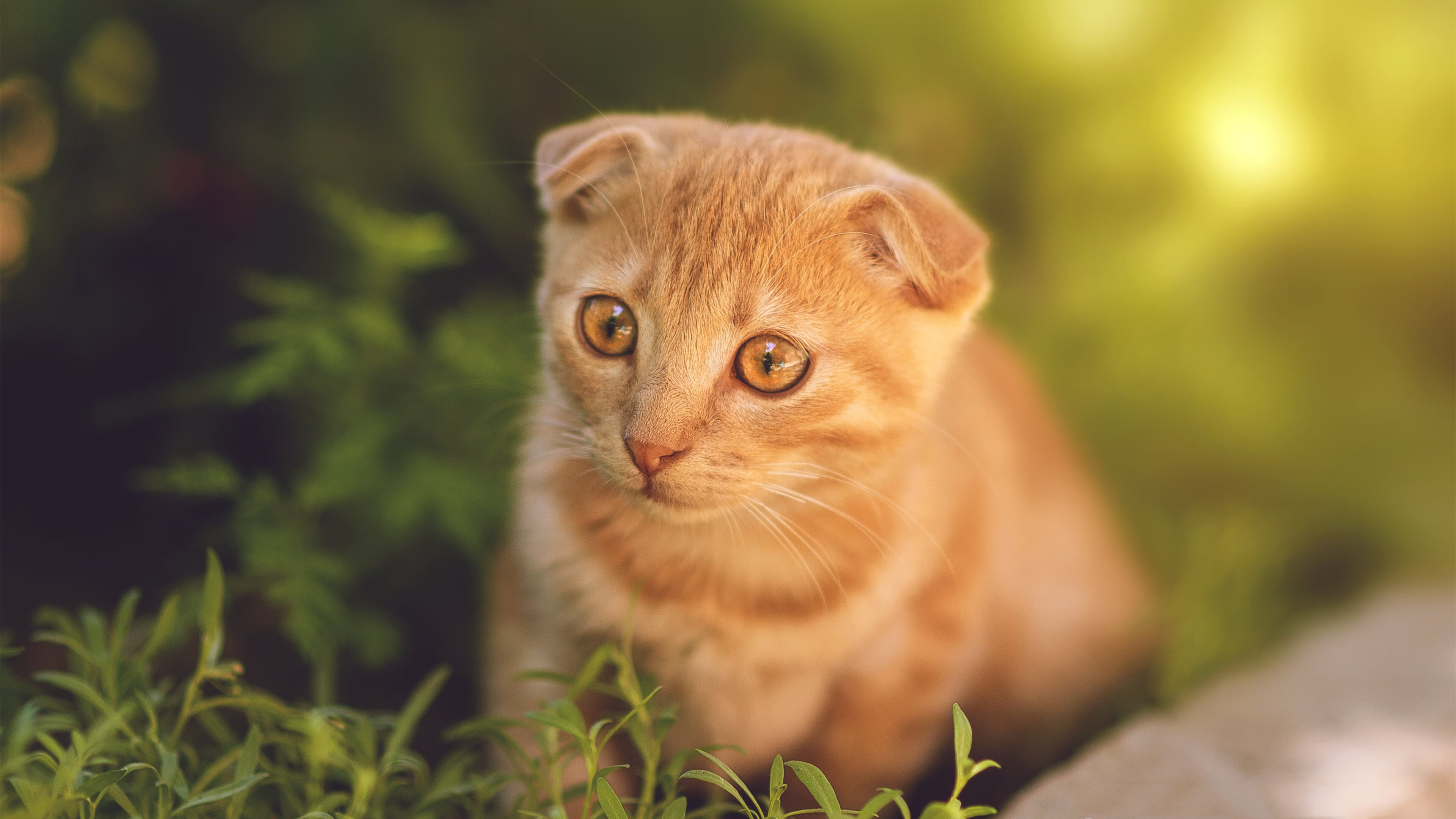 开云体育平台APP-死神临凡!杜兰特终场绝杀,老鹰险胜华南虎