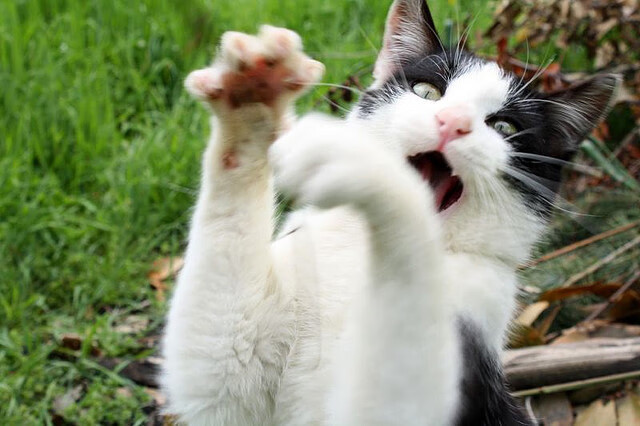 开云体育在线-欧冠淘汰赛焦点战与雄鹿击溃篮网,体育之夜的激情双响