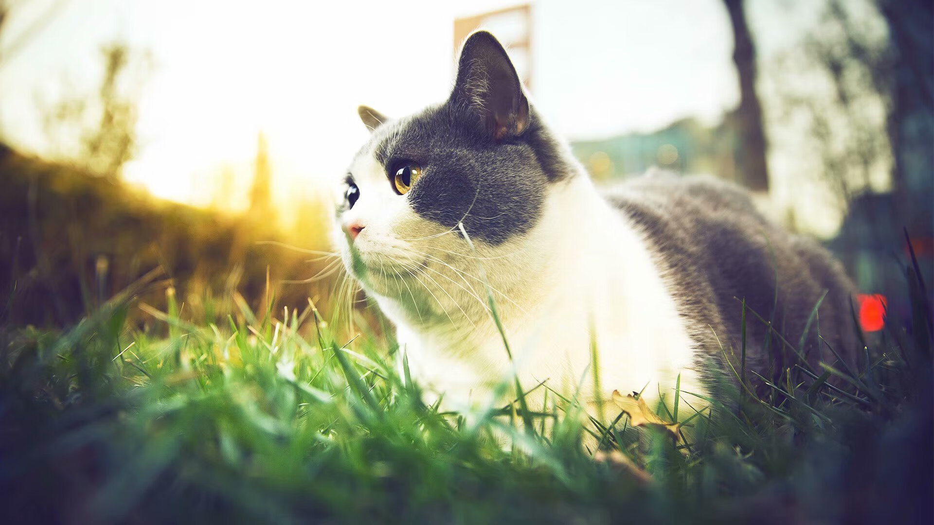 开云体育官方网站-罗德里攻防两端统治力尽显,皇马轻松取胜洪都拉斯展现豪门底蕴