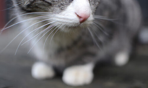 开云体育APP下载-伦纳德赛后评分拉满!一己之力破魔术封锁国王