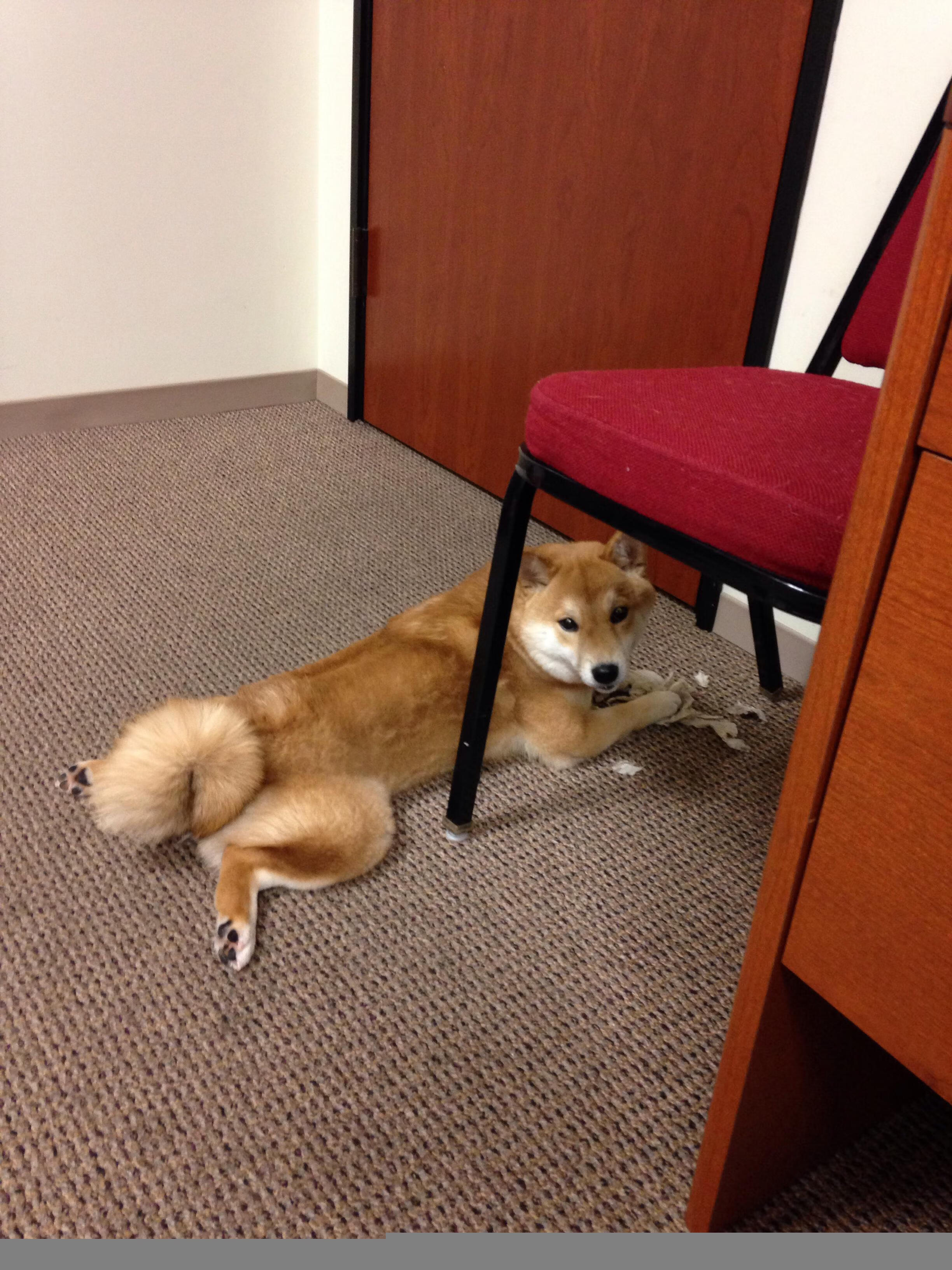 开云体育app-美加墨世界杯之夜，贝林厄姆关键回合不手软，英格兰新王加冕