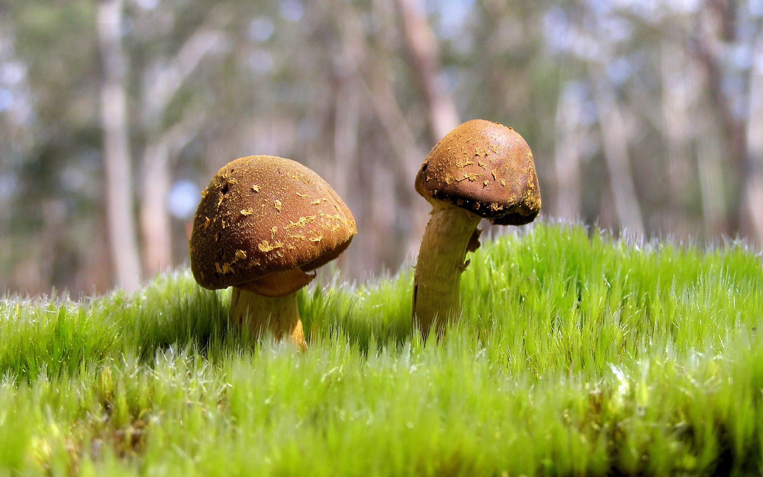 开云体育下载-从安第斯山脉到安菲尔德，论坚不可摧的防守艺术—秘鲁的晋级与范戴克的加冕