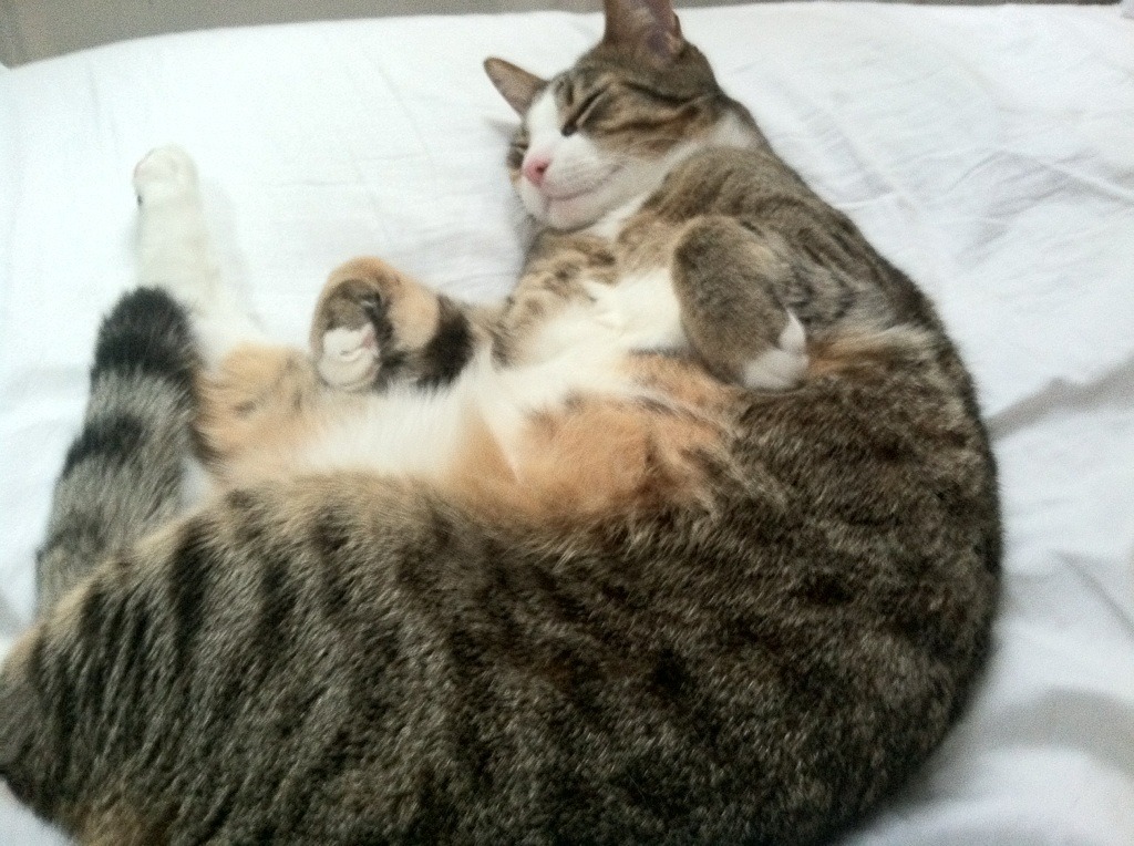 开云体育APP下载-攻防转换间定乾坤，阿尔瓦雷斯核心引领美国生死战取胜希腊