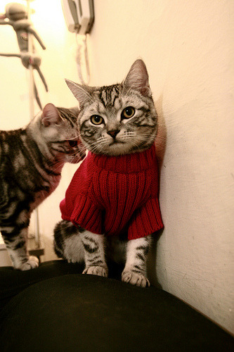 开云下载-特奥，逆境中绽放的红狼利齿，罗马淘汰赛掀翻国米战舰