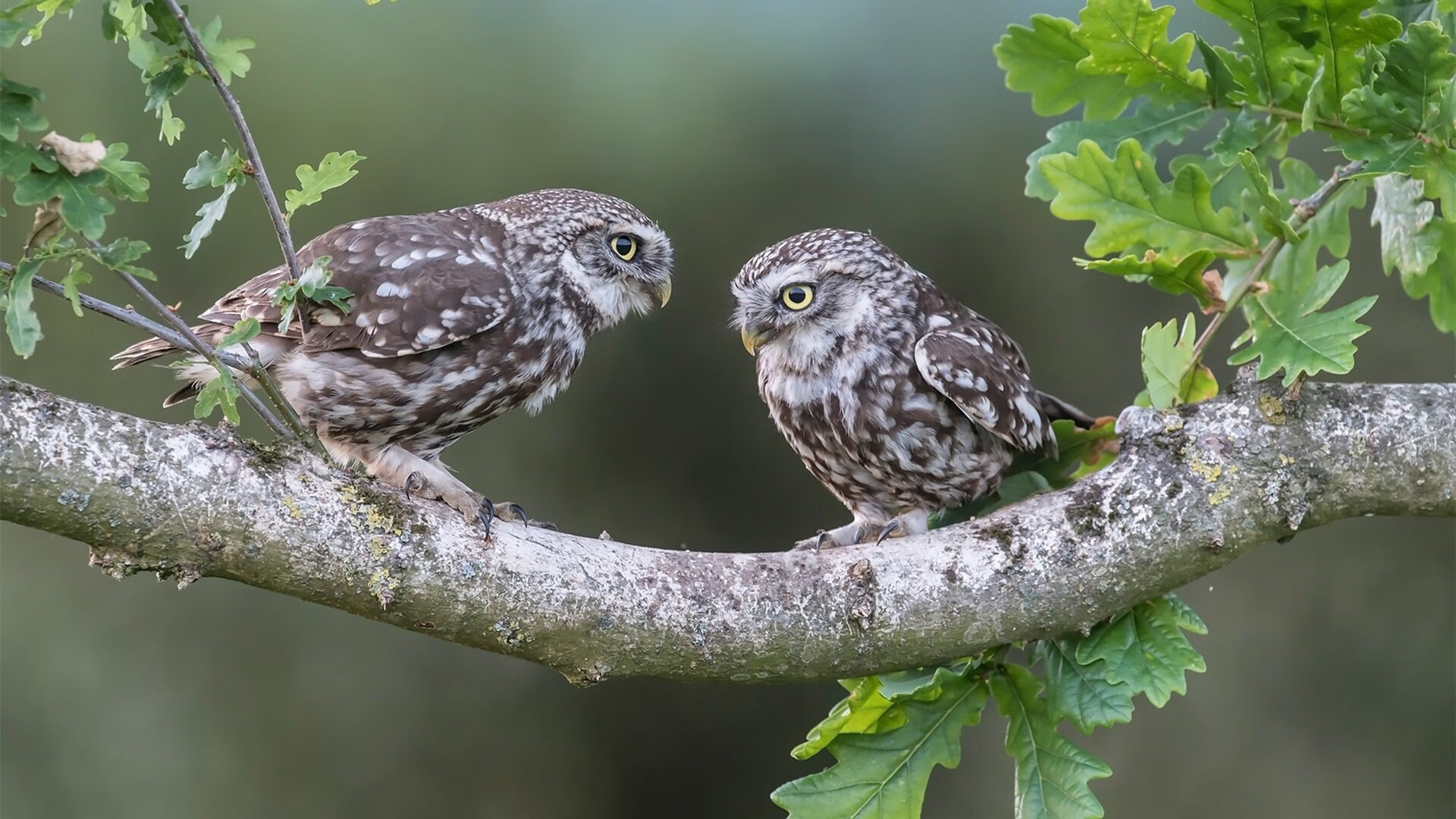 开云体育平台APP-哈利伯顿的三次魔法，当一次助攻让体育馆的喧嚣瞬间沉寂