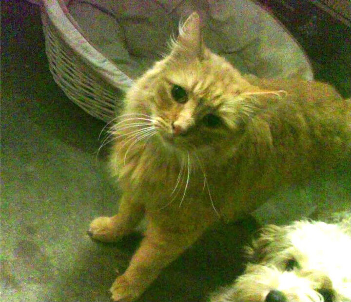 开云体育APP下载-格纳布里核爆梅阿查！数据全解析，焦点夜如何成为一人舞台