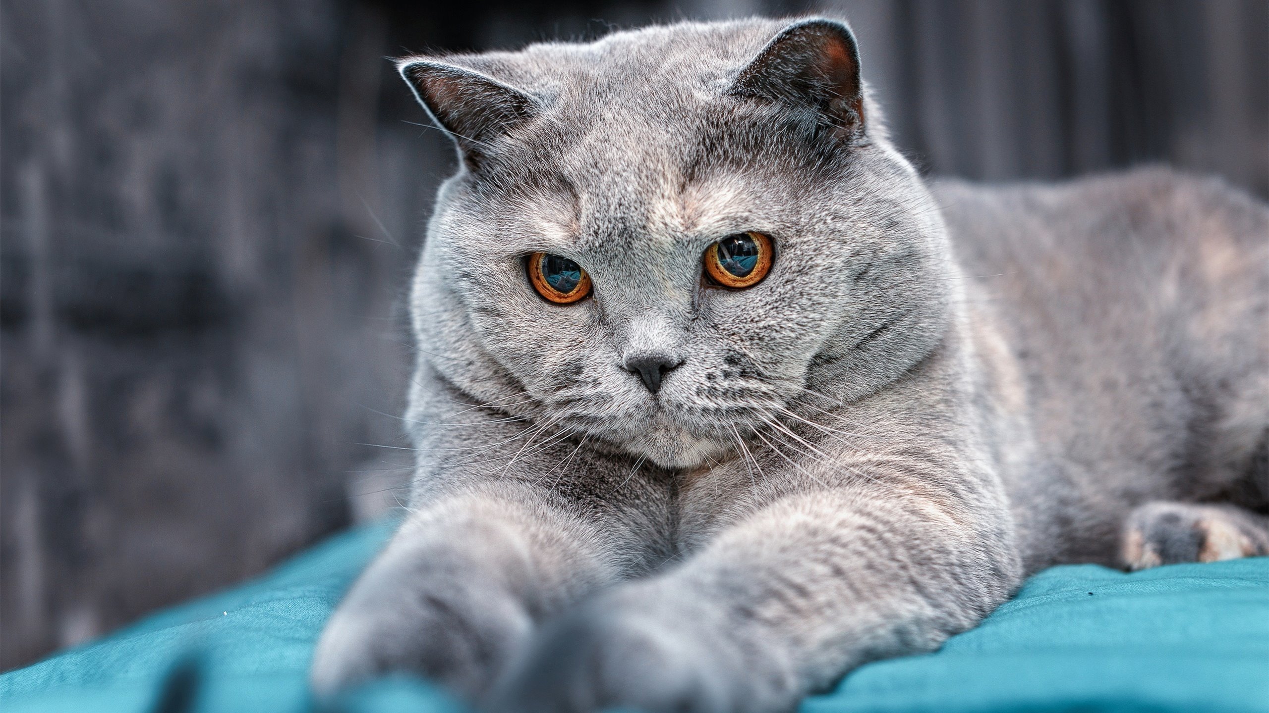 开云体育入口-时空交错中的英雄叙事，当休斯顿火箭与朱·霍勒迪在同一夜晚诠释体育终极魅力