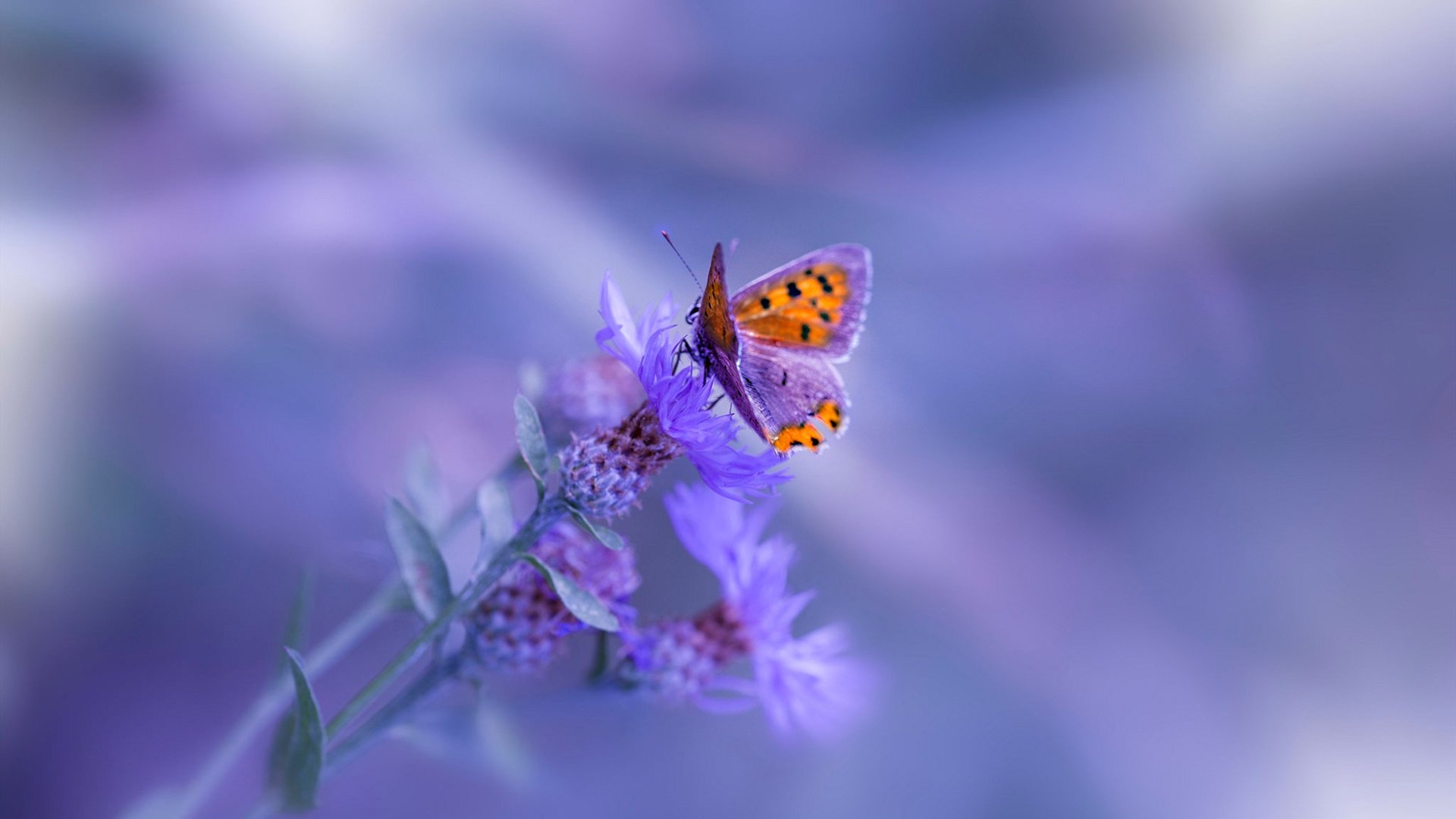 开云体育官方网站-霍勒迪神兵天降贡献制胜表现，篮网攻防一体横扫吉林队